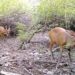 Minister orders probe after Deer killing in Margalla Hills sparks outrage