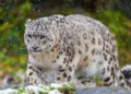 Unsung Heroes Recognized: Top Wildlife Protectors Win Pakistan’s 2025 Conservation Awards