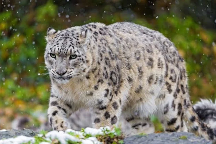 Unsung Heroes Recognized: Top Wildlife Protectors Win Pakistan’s 2025 Conservation Awards