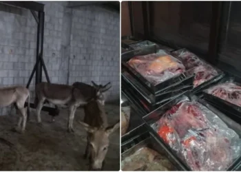 IFA Seizes One Tonne of Donkey Meat Near Islamabad; Suspected Export Operation Uncovered