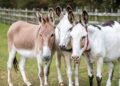 Donkey: Father, Beast, or King?