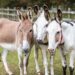 Donkey: Father, Beast, or King?
