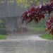 Fresh Monsoon Spell to Hit Pakistan from Aug 4 as Flood Threat Deepens