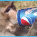 Islamabad’s Elite E-7 Sector Grapples with Monkey Menace