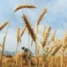 Government Approves 2025-26 Wheat Policy; Lifts Inter-Provincial Movement Restrictions