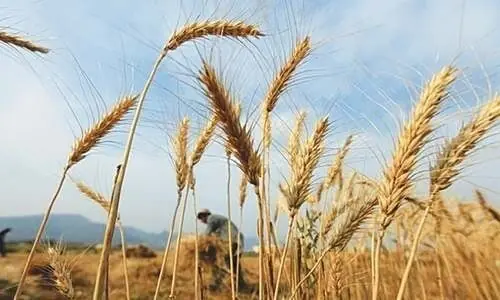 Government Approves 2025-26 Wheat Policy; Lifts Inter-Provincial Movement Restrictions