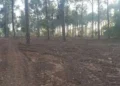IHC Halts Tree Cutting in Islamabad, Seeks Detailed Report from CDA