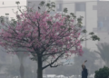 Pakistan ranked most polluted country in 2025, data shows